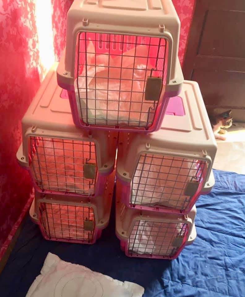 afbeelding kattenboxen klaar om SHE-katten te laten reizen