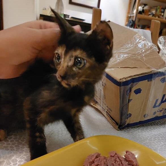 Piper als jong kitten