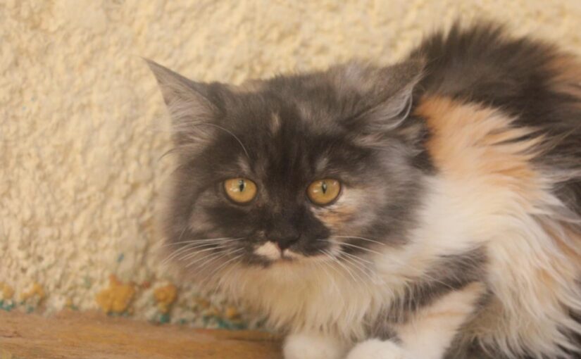 Lyla