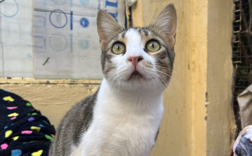 Otis