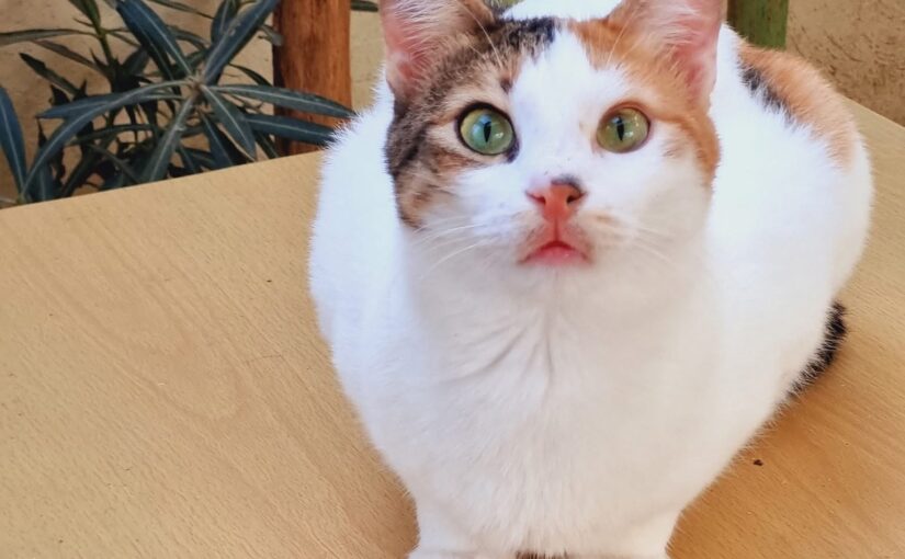 Amelia