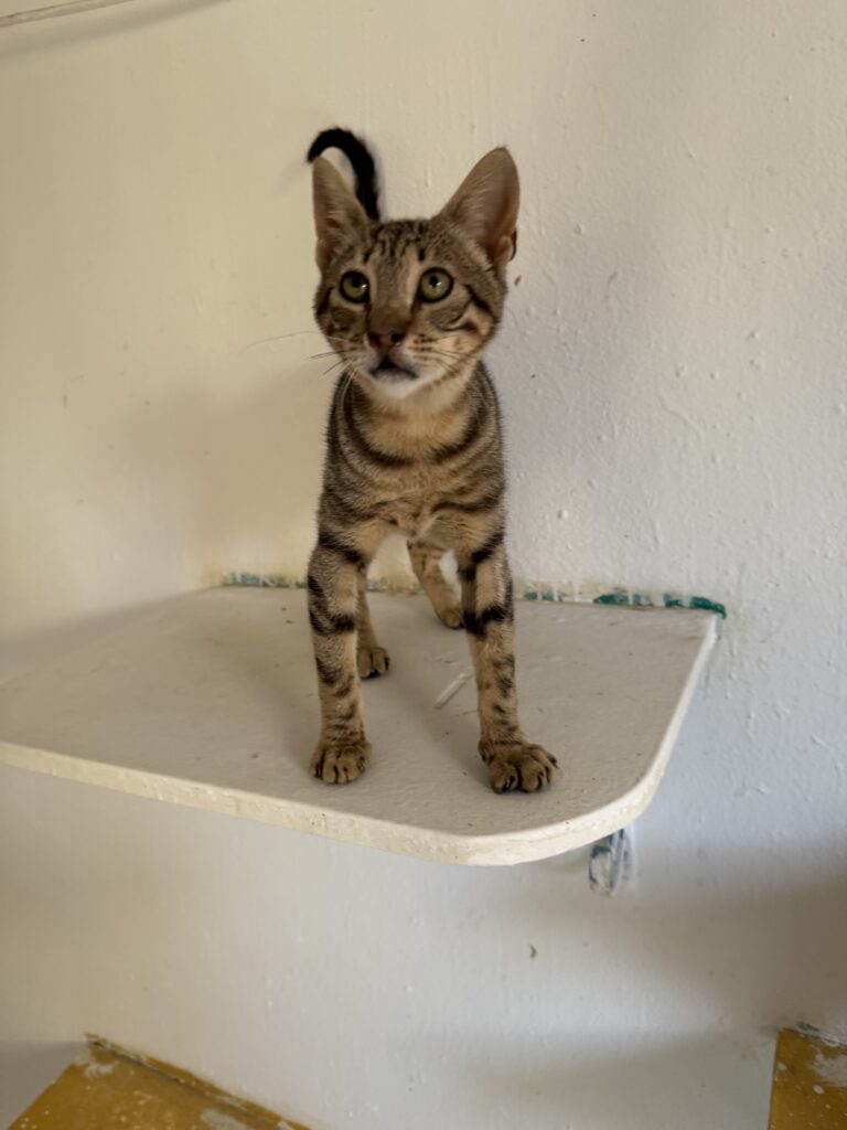 Ziggy