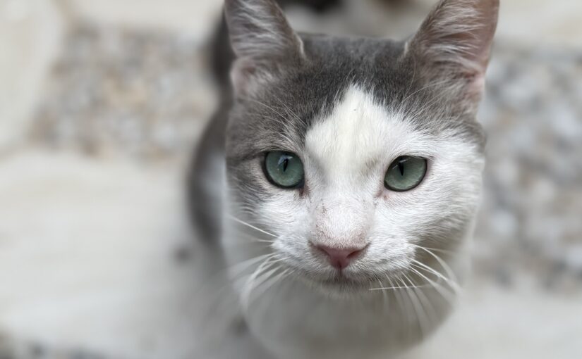Categorical Imperative (Cat Imp)