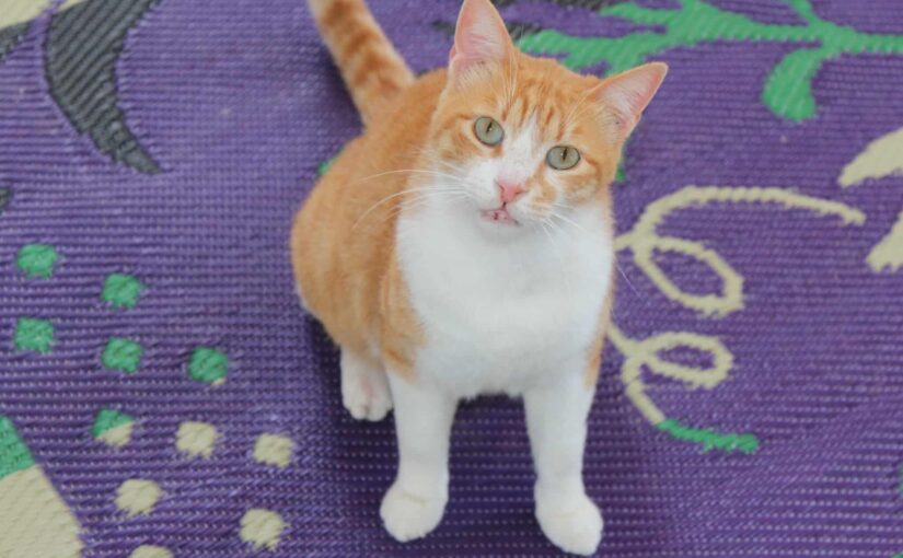 Juday