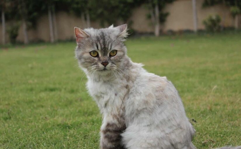 Mishka